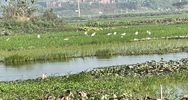 সঠিক ভাবে সংরক্ষণের অভাবে হারিয়ে যাচ্ছে বন্য পাখি ও প্রাণী 