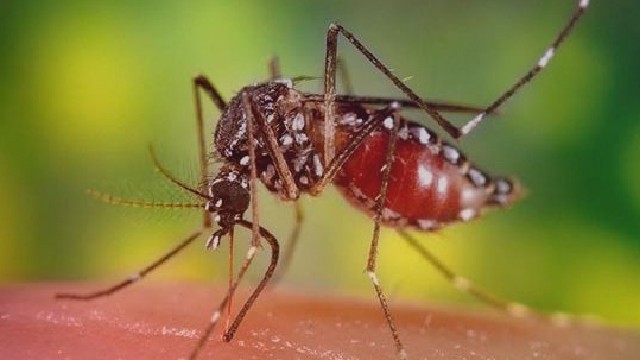 এডিস মশার ঘনত্বের উদ্বেগ: ডেঙ্গুর সম্ভাবনা ও প্রয়োজনীয় প্রস্তুতি