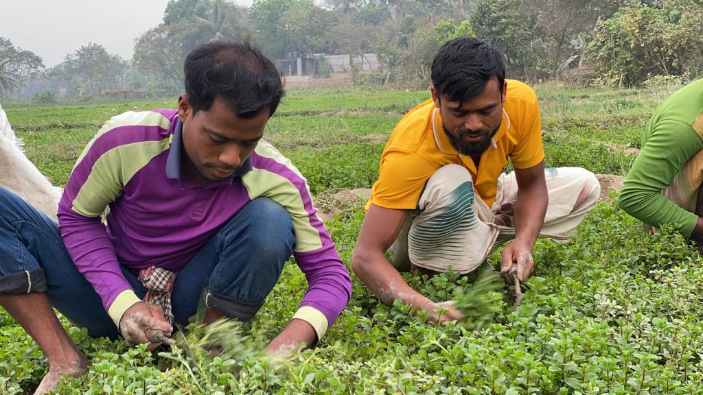 ছবি: গতকাল বুধবার চান্দেও চর এলাকা থেকে তুলা ।